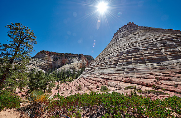 Checkerboard Mesa, Zion National Park