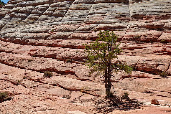 Checkerboard Mesa, Zion National Park