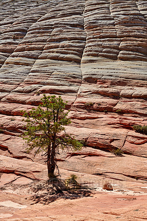 Checkerboard Mesa, Zion National Park
