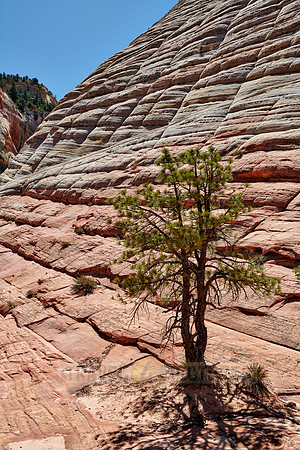 Checkerboard Mesa, Zion National Park