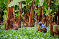 Local woman collects herbs between a banana plantation