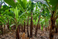 Banana plantation during a village walk in Mto wa Mbu