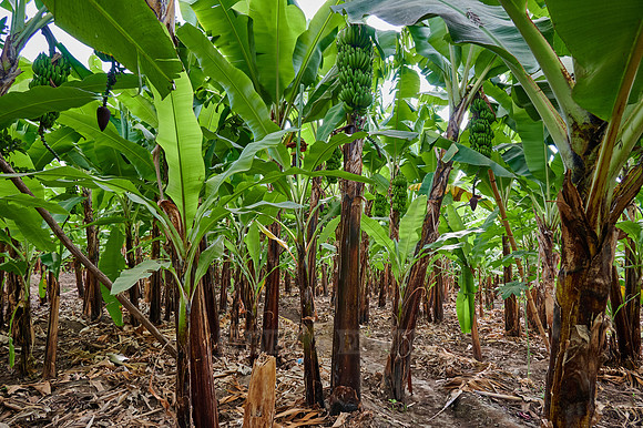 Banana plantation during a village walk in Mto wa Mbu