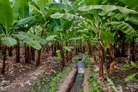 Banana plantation during a village walk in Mto wa Mbu