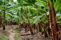 Banana plantation during a village walk in Mto wa Mbu