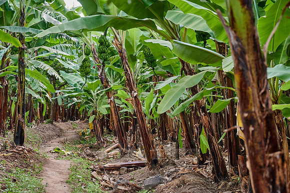 Banana plantation during a village walk in Mto wa Mbu