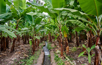 Banana plantation during a village walk in Mto wa Mbu