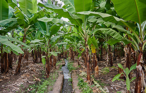Banana plantation during a village walk in Mto wa Mbu
