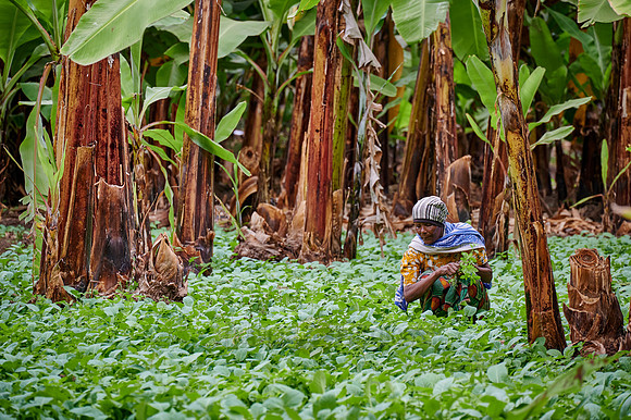 Local woman collects herbs between a banana plantation