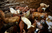Goats in the stable