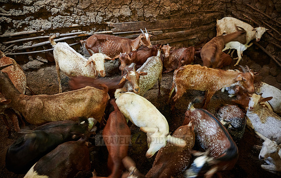 Goats in the stable