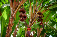 red bananas on the tree