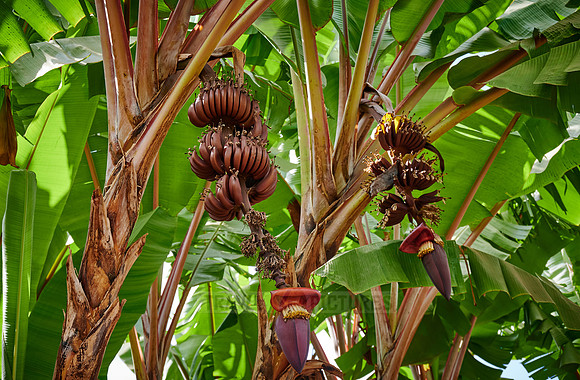 red bananas on the tree