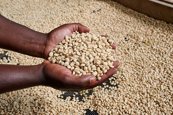 hands with raw unroasted coffee on a coffee plantation