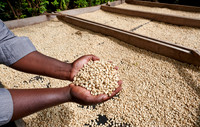 hands with raw unroasted coffee on a coffee plantation