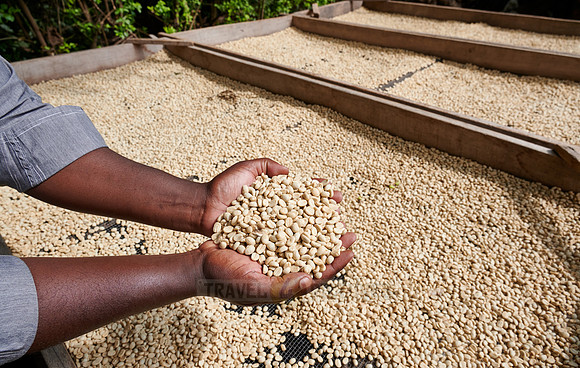 hands with raw unroasted coffee on a coffee plantation