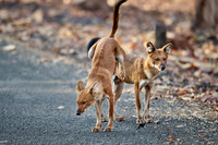 pack of dhole or indian wild dog, Tadoba 02-2025