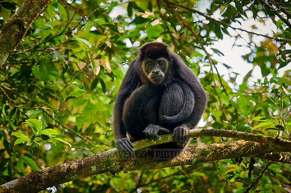 mantled howler (Alouatta palliata)