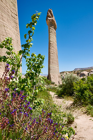 landscape with wild flowers of love valley near Göreme