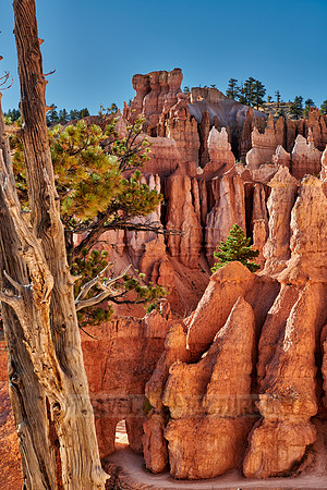 Bryce Canyon National Park, Navajo Loop trail