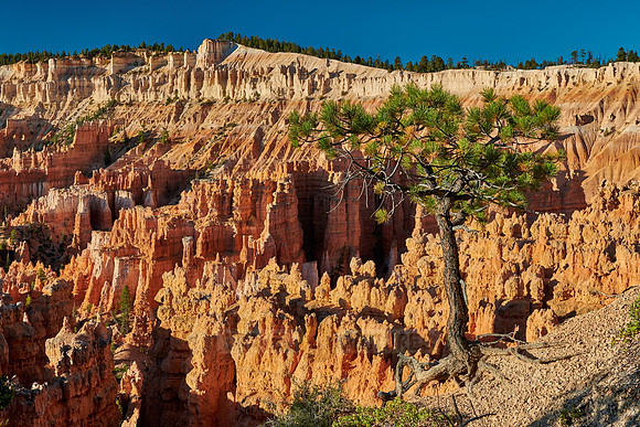 morning over Bryce Canyon National Park