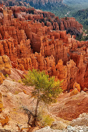 morning over Bryce Canyon National Park
