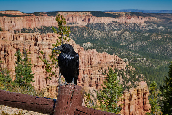 raven at Bryce Canyon
