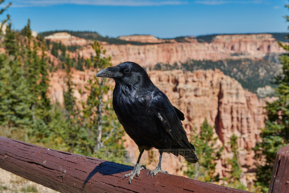 raven at Bryce Canyon