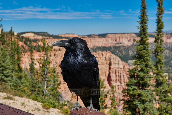 raven at Bryce Canyon