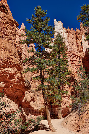 Bryce Canyon, Navajo Loop trail