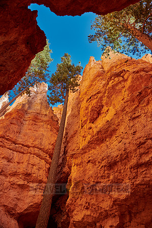 Bryce Canyon, Navajo Loop trail