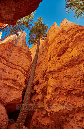 Bryce Canyon, Navajo Loop trail