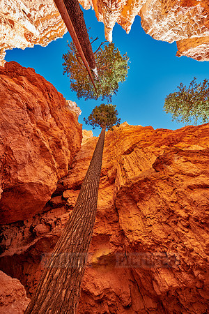 Bryce Canyon, Navajo Loop trail