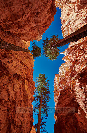 Bryce Canyon, Navajo Loop trail