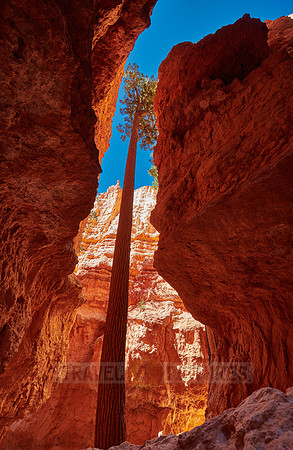 Bryce Canyon, Navajo Loop trail