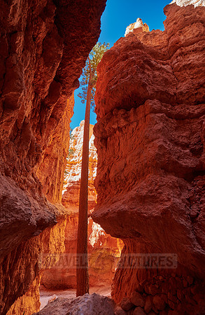 Bryce Canyon, Navajo Loop trail