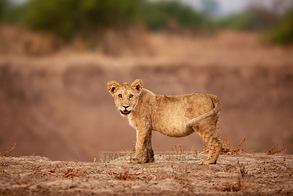 lion cub (Panthera leo)