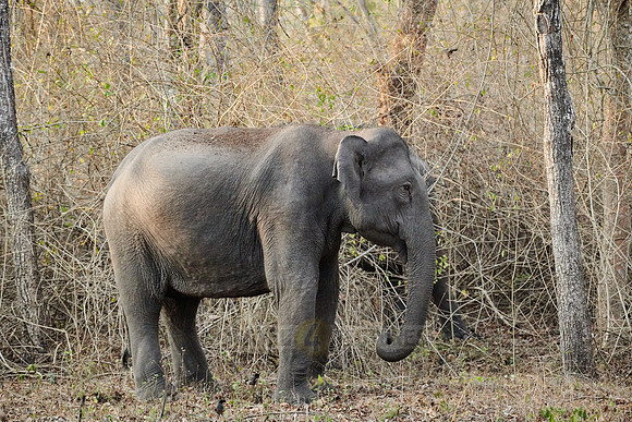 Indian elephant