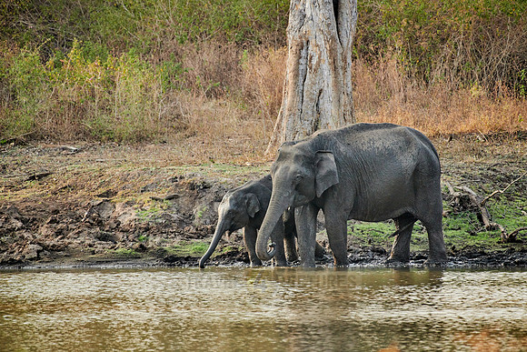 Indian elephant, mother with calf at waterhole