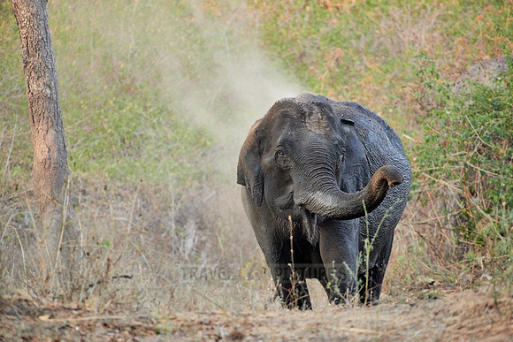 Indian elephant