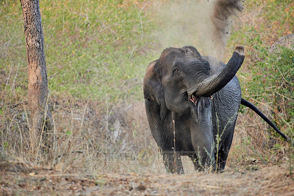 Indian elephant