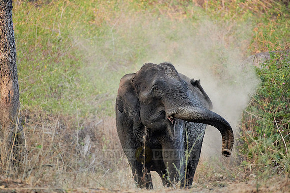Indian elephant
