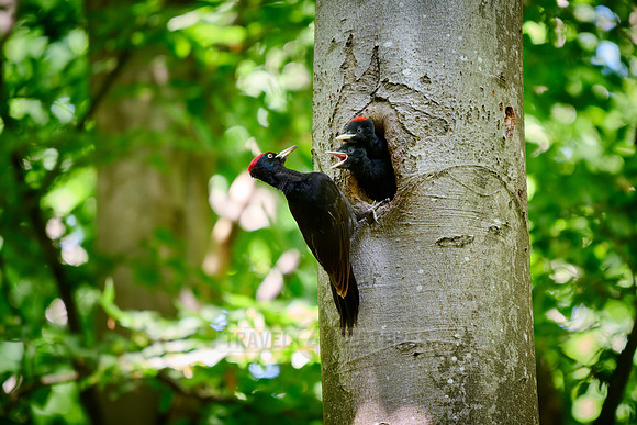 black woodpecker feeds two fledglings at tree hollow