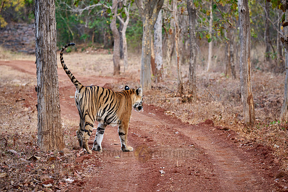 Bengal tiger (Panthera tigris tigris)