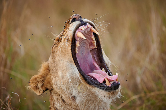 Portrait of a yawning lion surrounded by flies