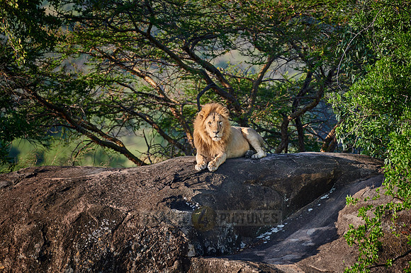 huge male lion on a kopje