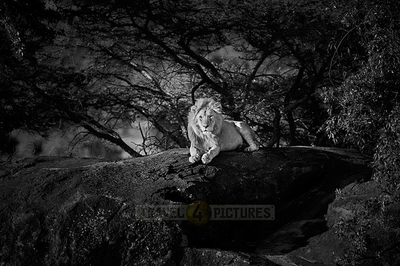 huge male lion on a kopje
