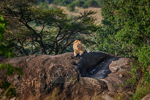 huge male lion on a kopje
