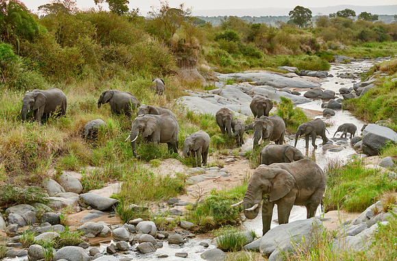 herd of African elephant in a river bed