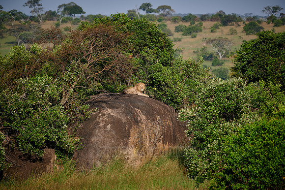 huge male lion on a kopje